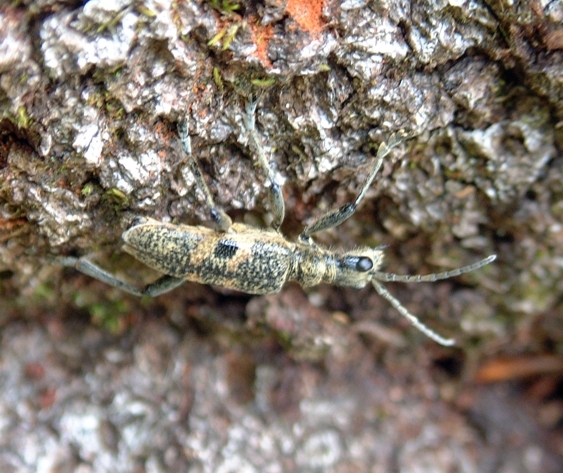 Rhagium mordax (Cerambycidae)